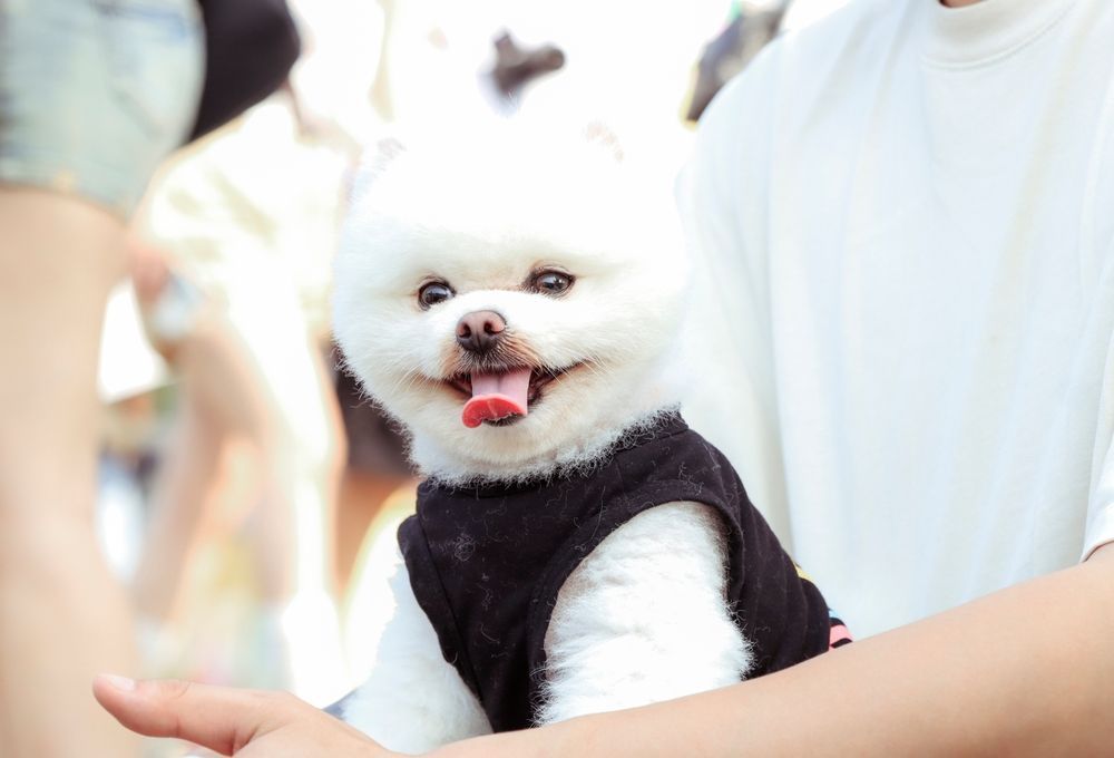 White Bichon Frise dog wearing a black vest, held in a person's arms, smiling with tongue out.
