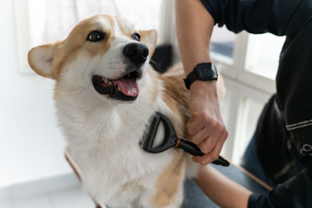 Person brushing a smiling, tan and white corgi dog's fur indoors.