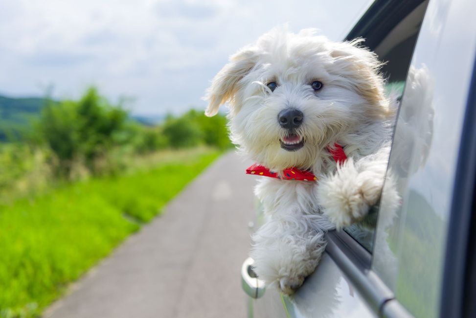 White fluffy dog with red collar, head out car window on a road.