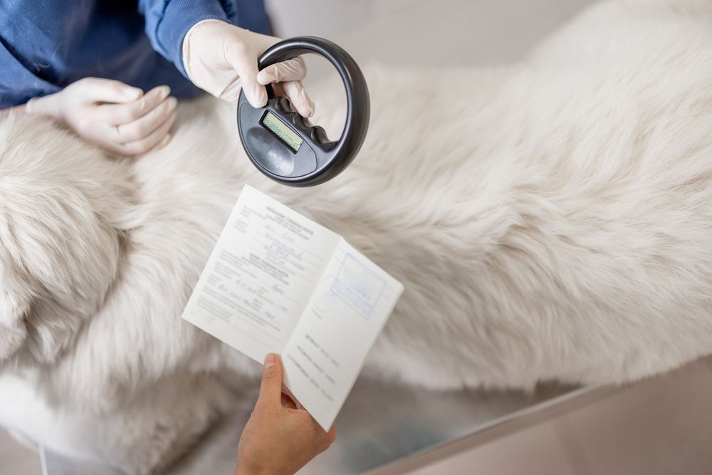 Veterinarian scans dog's back with a reader, holding paperwork. White dog on a table.