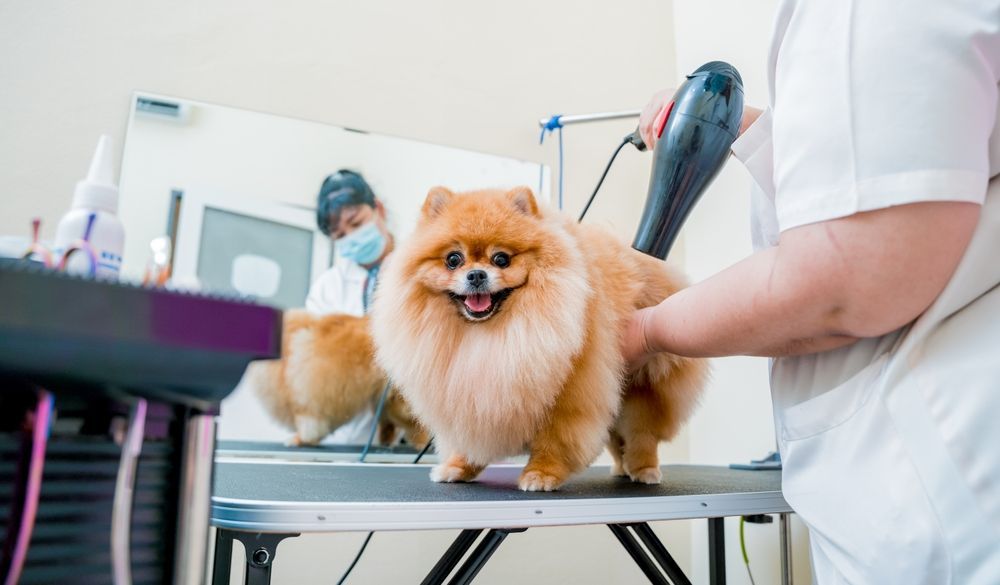 Pomeranian being groomed with a hairdryer on a grooming table in a salon, facing a mirror.