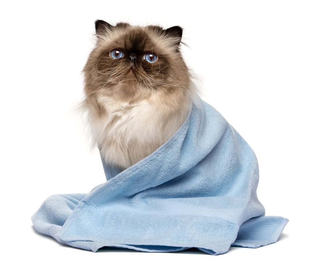 Fluffy Himalayan cat wrapped in a light blue towel, looking at the viewer.