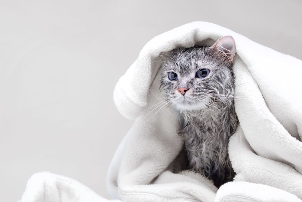 Wet gray cat wrapped in a white towel, looking forlorn.