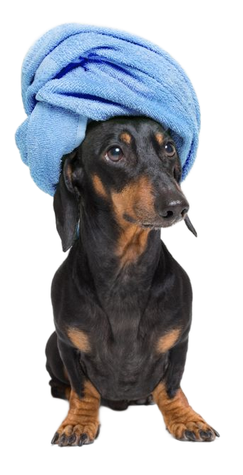 Black and tan dachshund with a blue towel on its head, sitting and looking to the side.