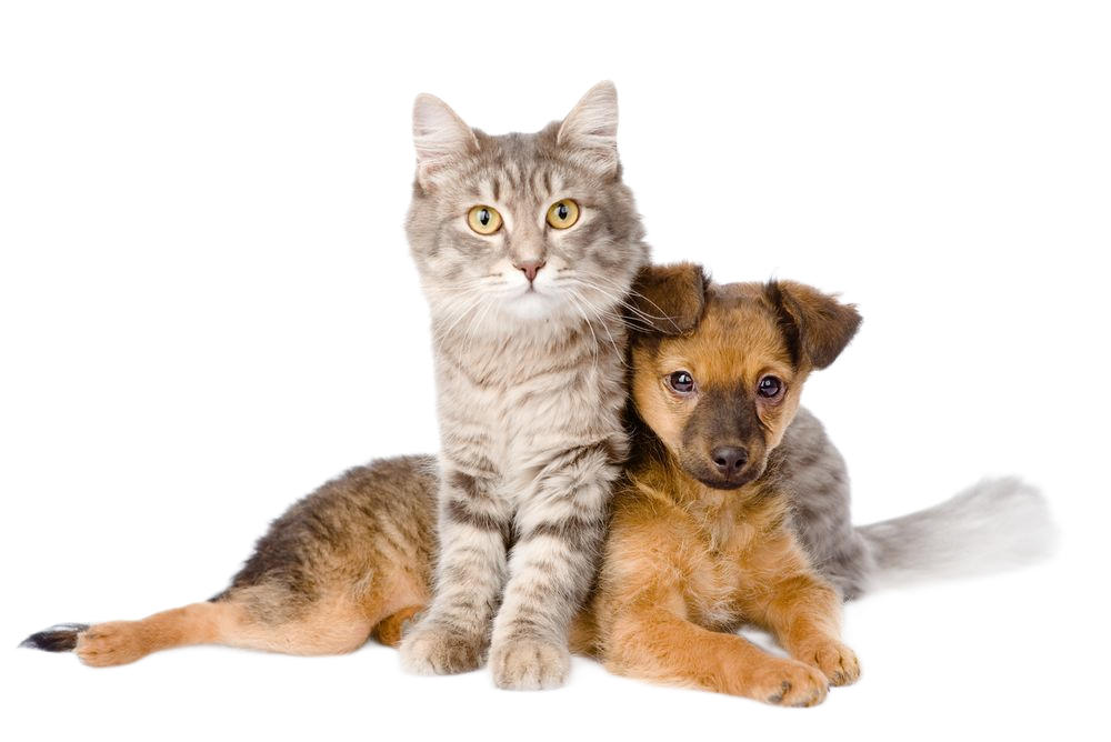 Cat and puppy huddled together, light brown and gray fur, looking at the viewer.
