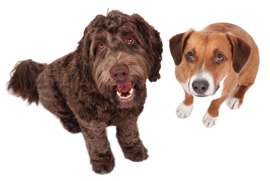 Brown labradoodle and Jack Russell terrier looking up, smiling.