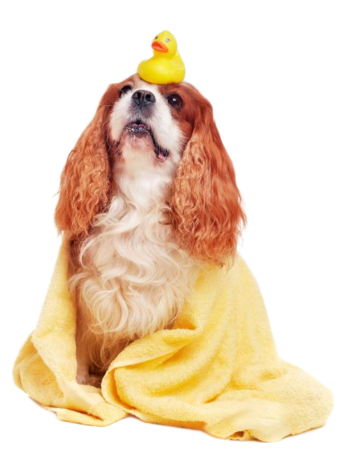 Cavalier King Charles Spaniel wrapped in yellow towel, rubber duck on head.