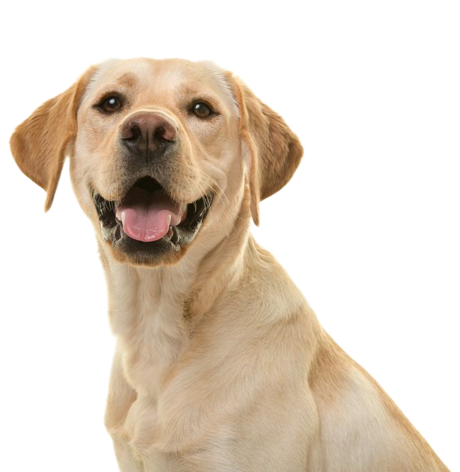 Yellow Labrador retriever with a happy expression, mouth open, against a white background.