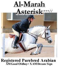 Al-Marah Asterisk+++//
