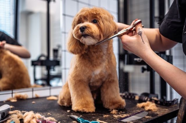 Furry Land Mobile Pet Parlour Furry Land Furry Friends Mobile