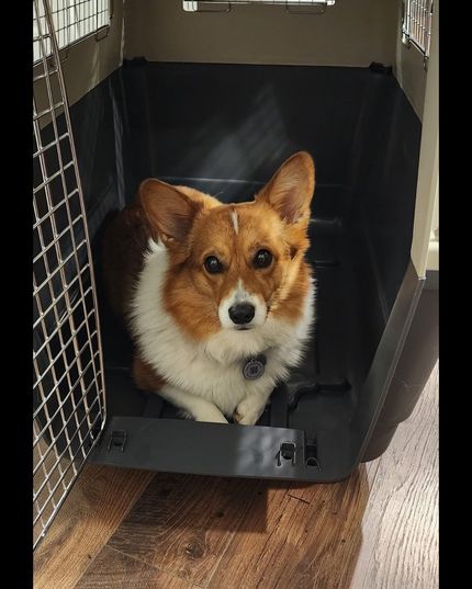 Corgi dog with brown and white fur sits in a black and beige pet carrier, looking at the camera.