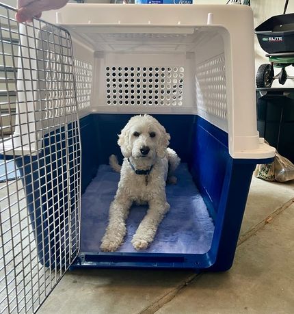 White dog in a blue and white crate with the door open, indoors on a concrete floor.