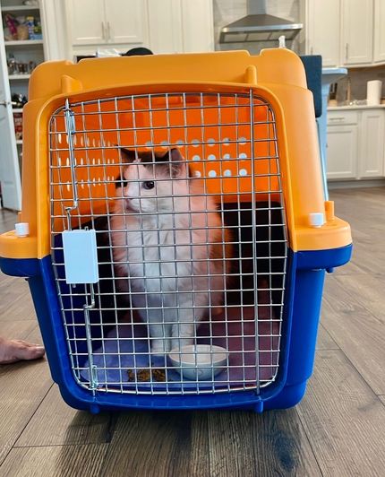 Cat inside a blue and orange pet carrier, sitting on a purple mat.
