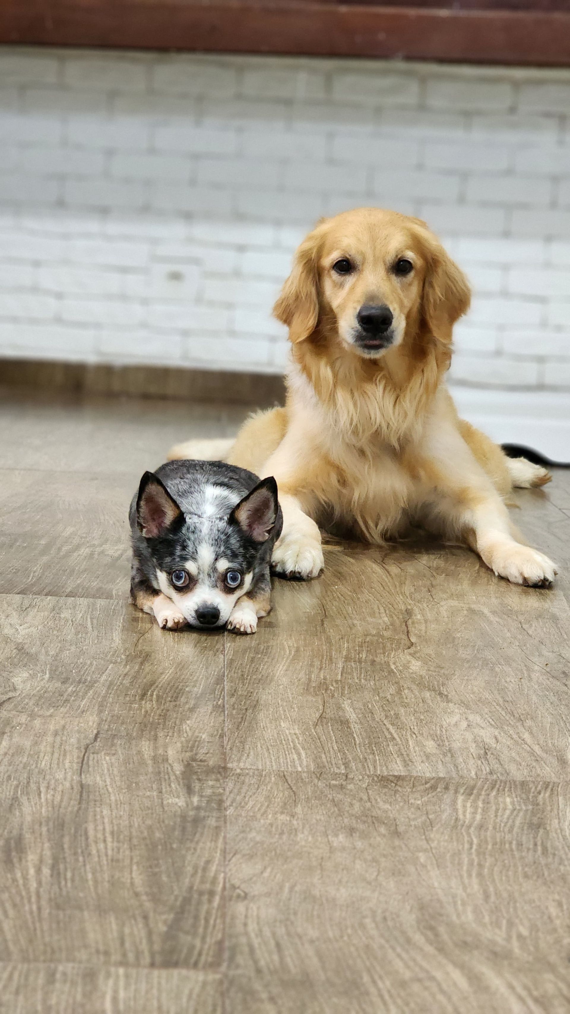 pet travel in cargo hold