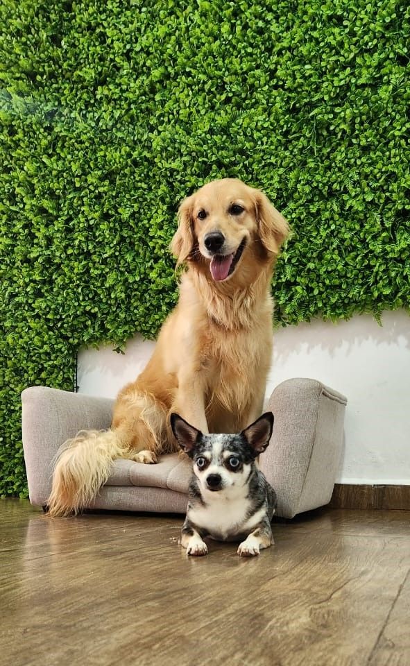 A dog is sitting on a dog bed next to another dog.