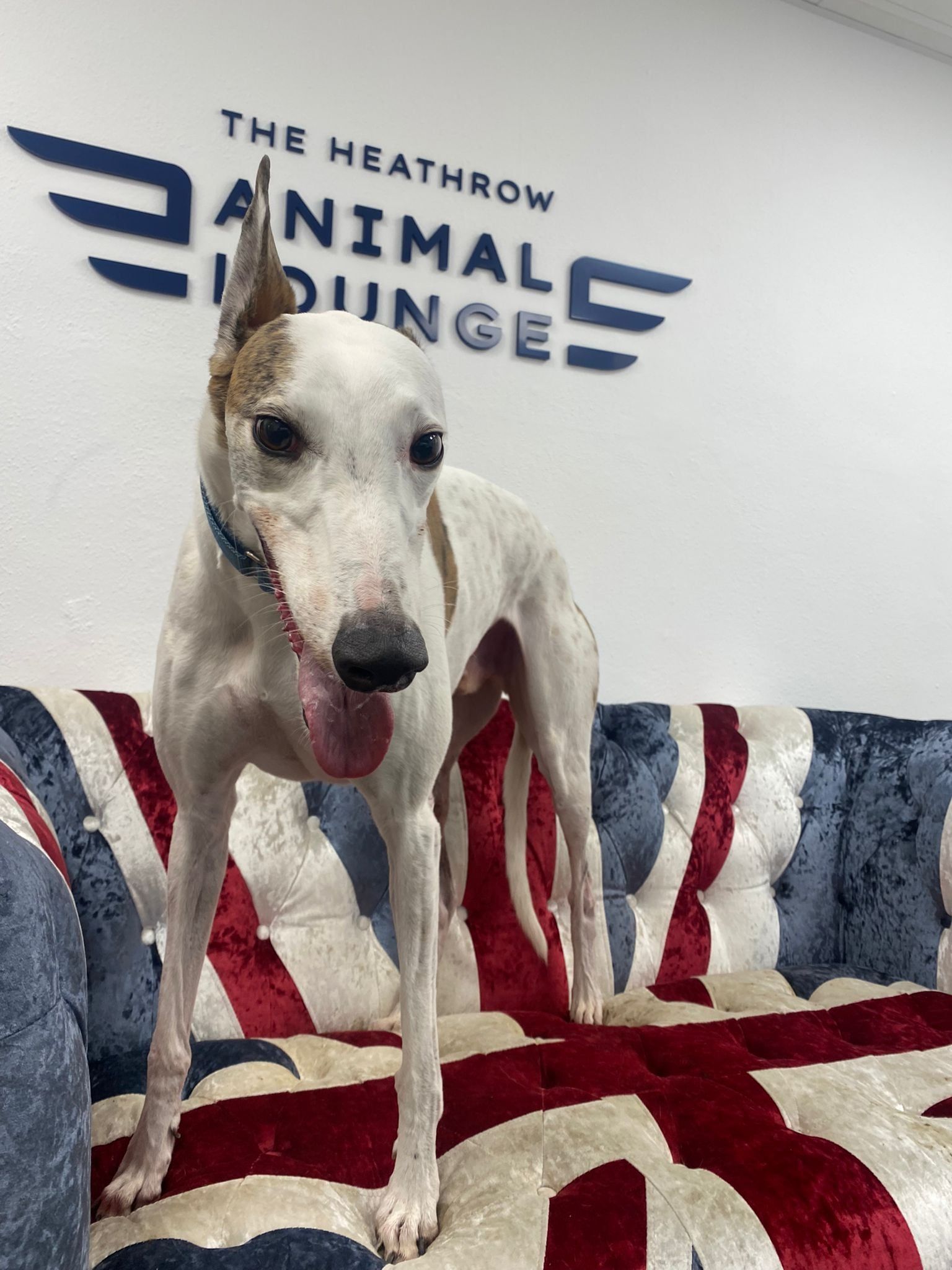 A dog is standing on a couch in front of a sign that says the heatherrow animal lounge.