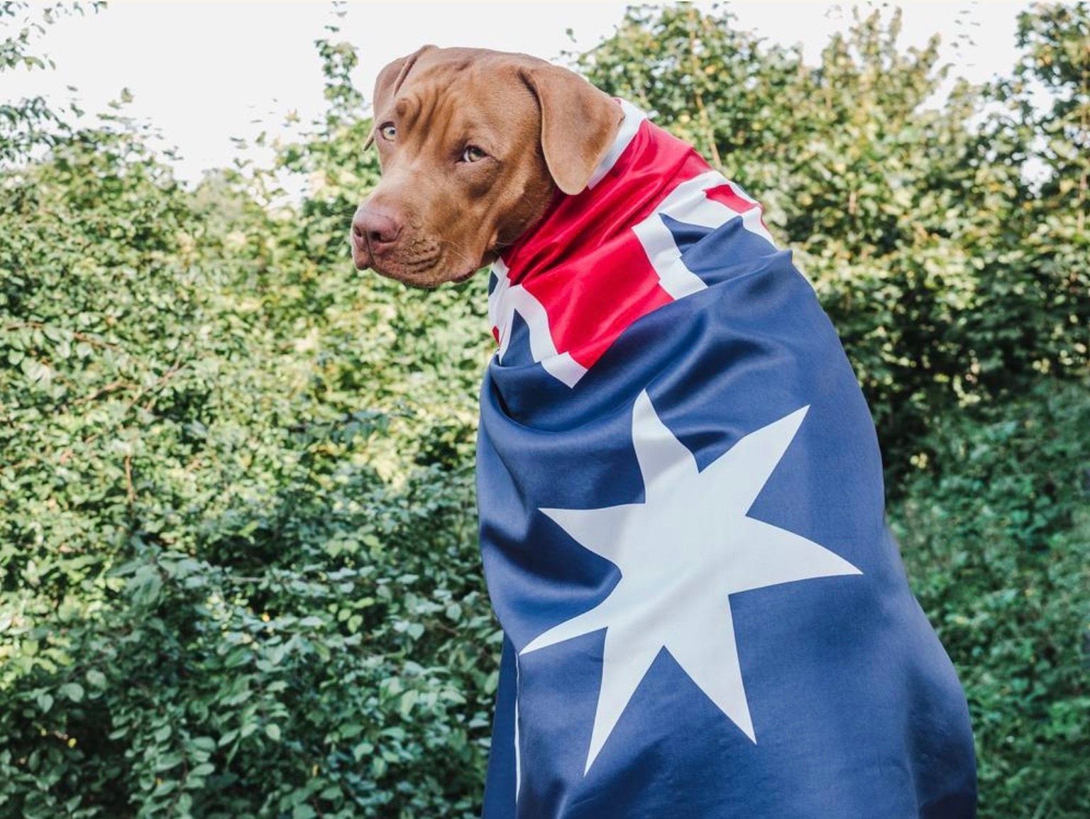 Moving Pets to Australia A Guide for Importing Cats and Dogs