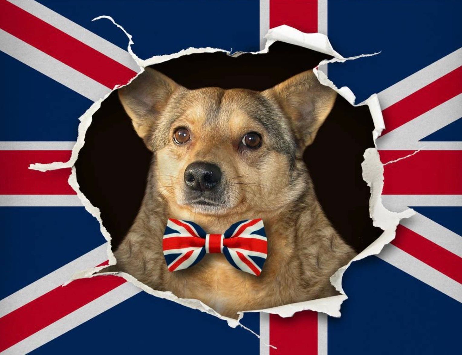 navigating-pet-travel-to-the-uk-vat-tips-and-brexit-impacts-unveiled