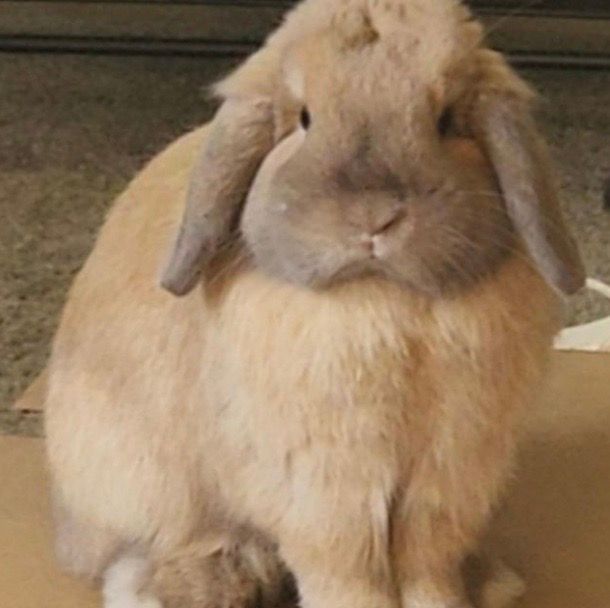 A brown rabbit with long ears is sitting on a cardboard box.