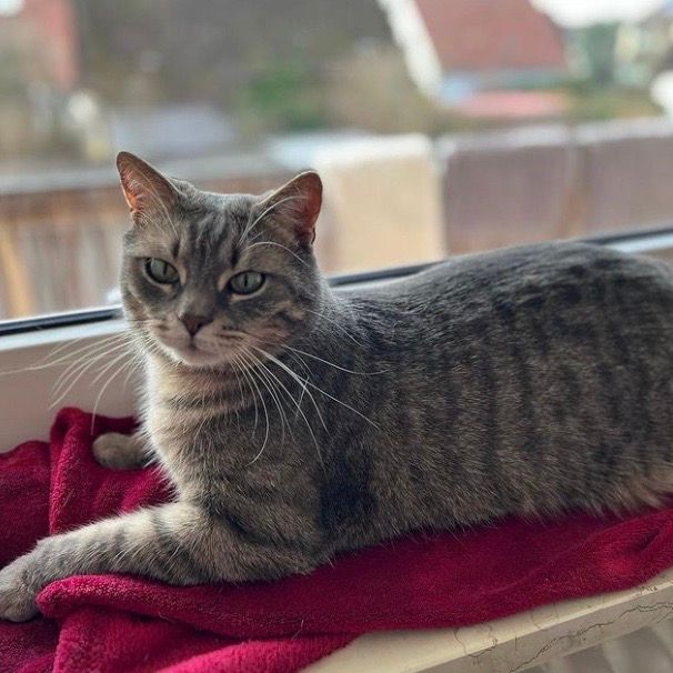 A cat is laying on a red blanket on a window sill.