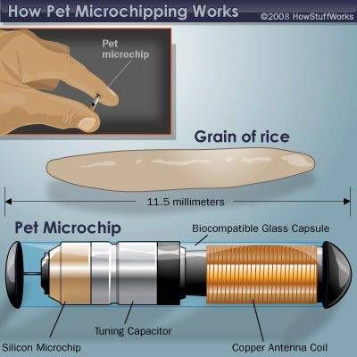 can a dogs microchip come out