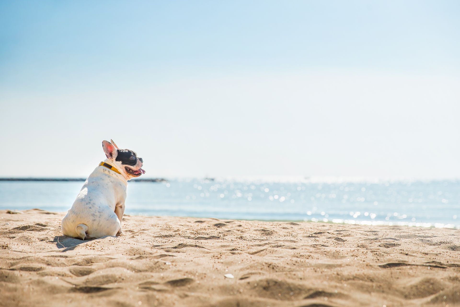 A dog is sitting on the beach looking at the ocean.