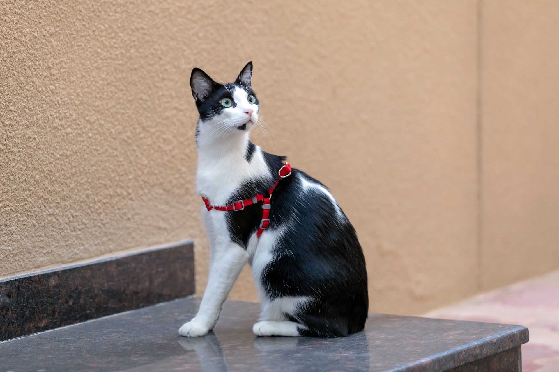 A black and white cat wearing a red harness is sitting on a staircase.