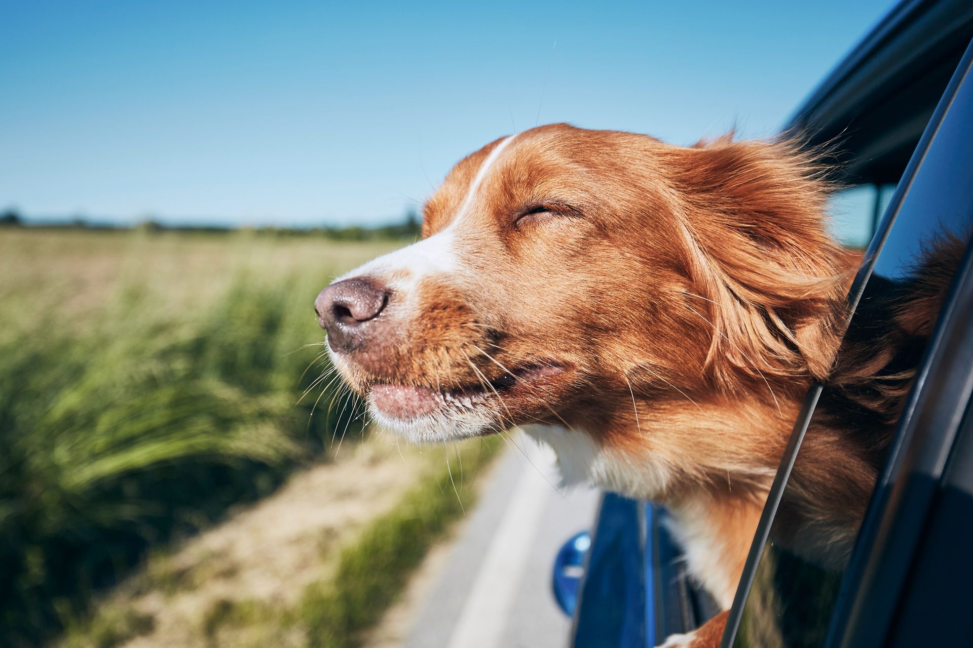 A dog is sticking its head out of a car window.