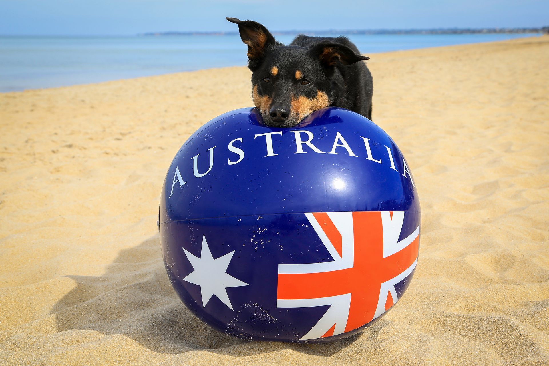 A dog is sitting on top of an inflatable ball that says australia