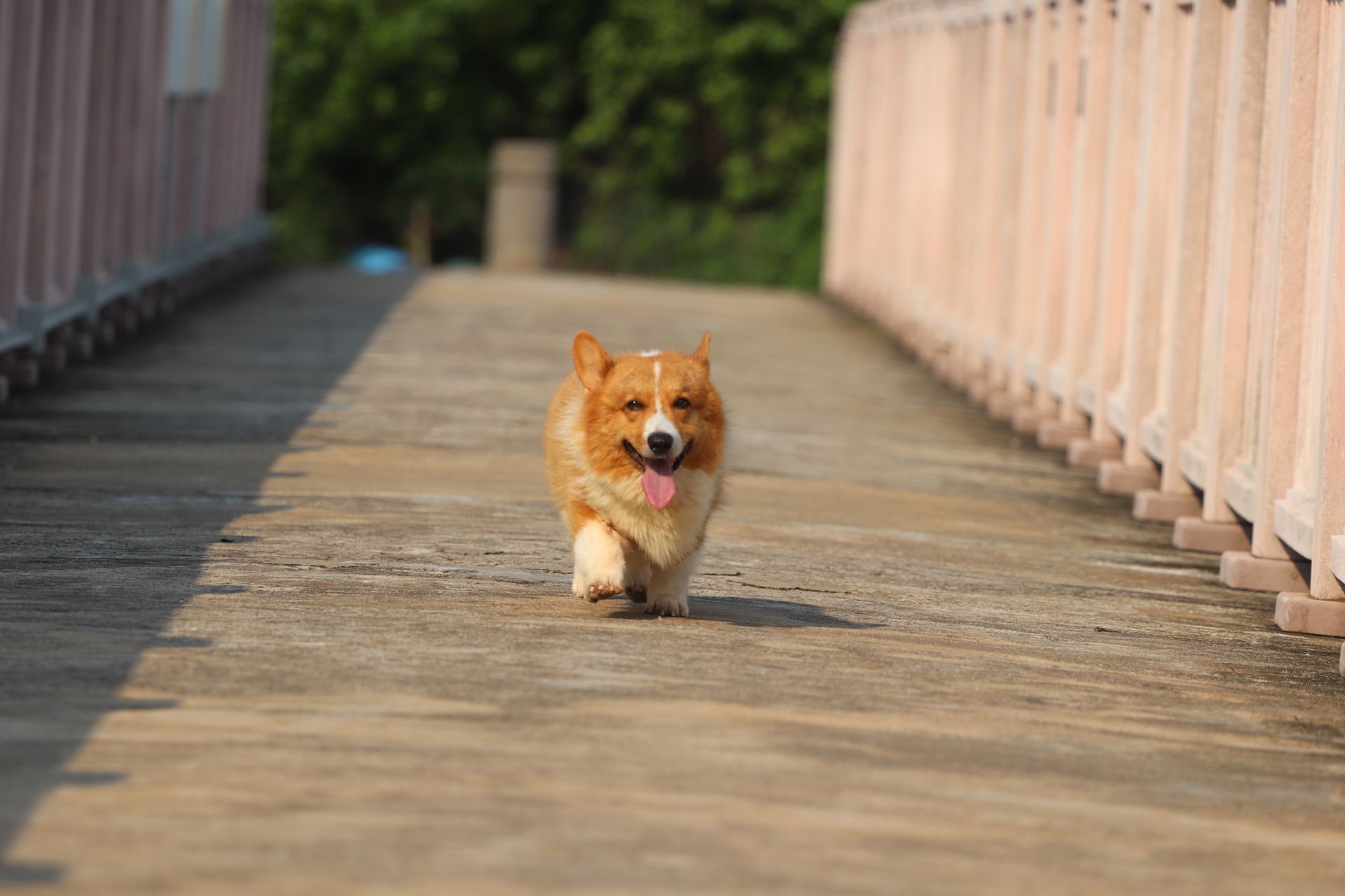 A corgi dog is running on a wooden bridge.