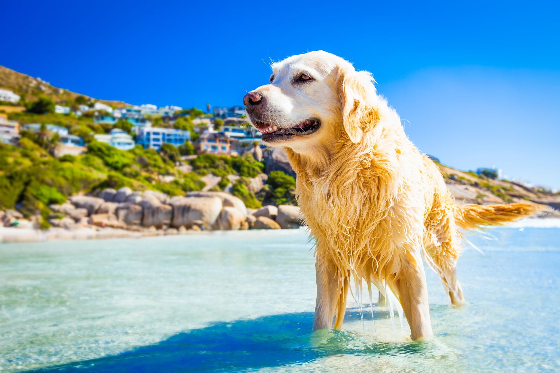 A dog is standing in the water on a beach.