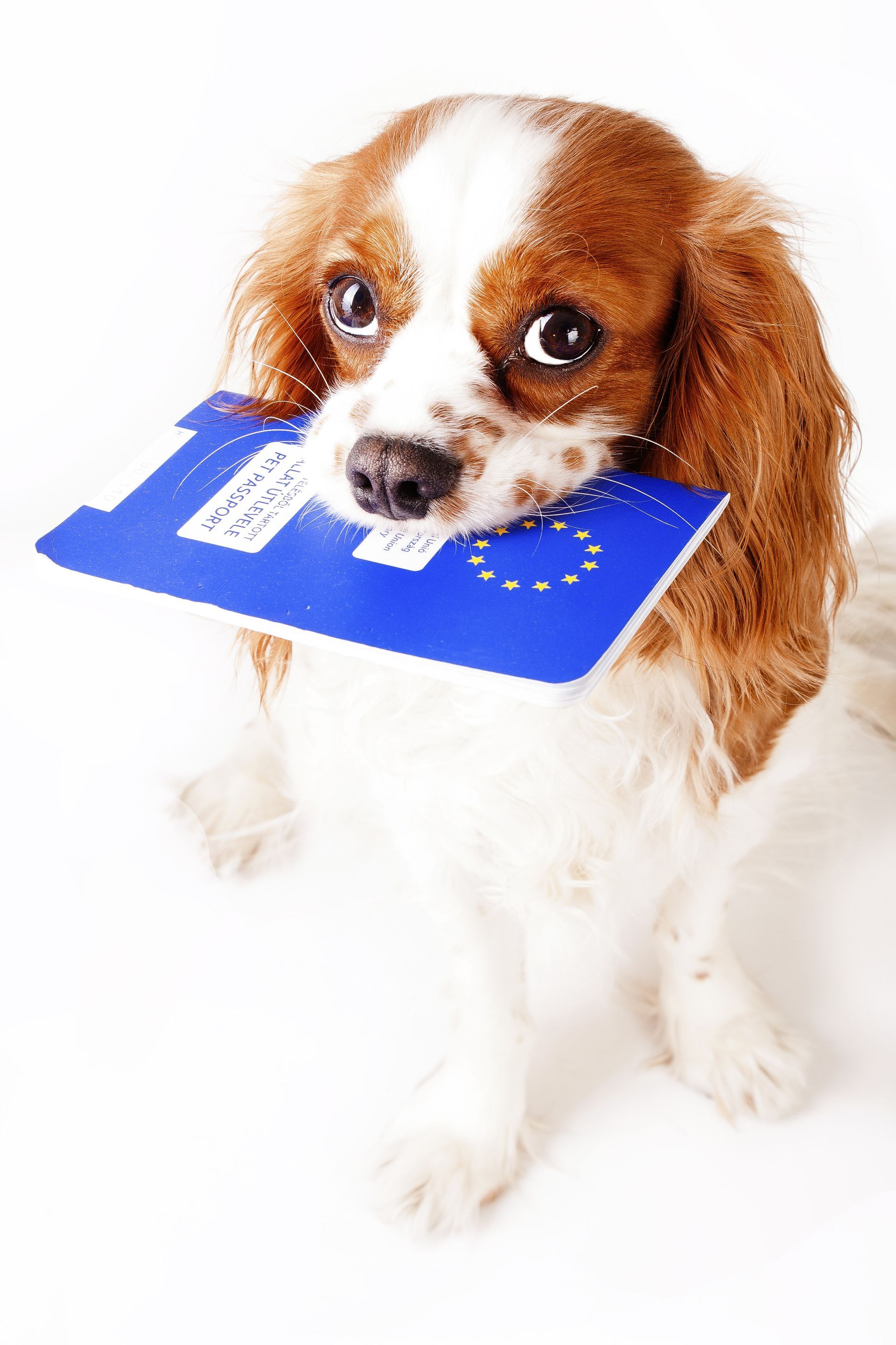 A brown and white dog is holding a blue card in its mouth.