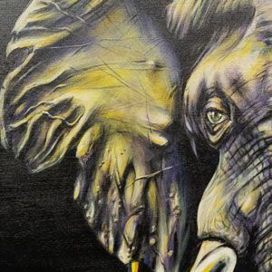 Close-up of elephant's face and ear, predominantly yellow and gray against a black background.