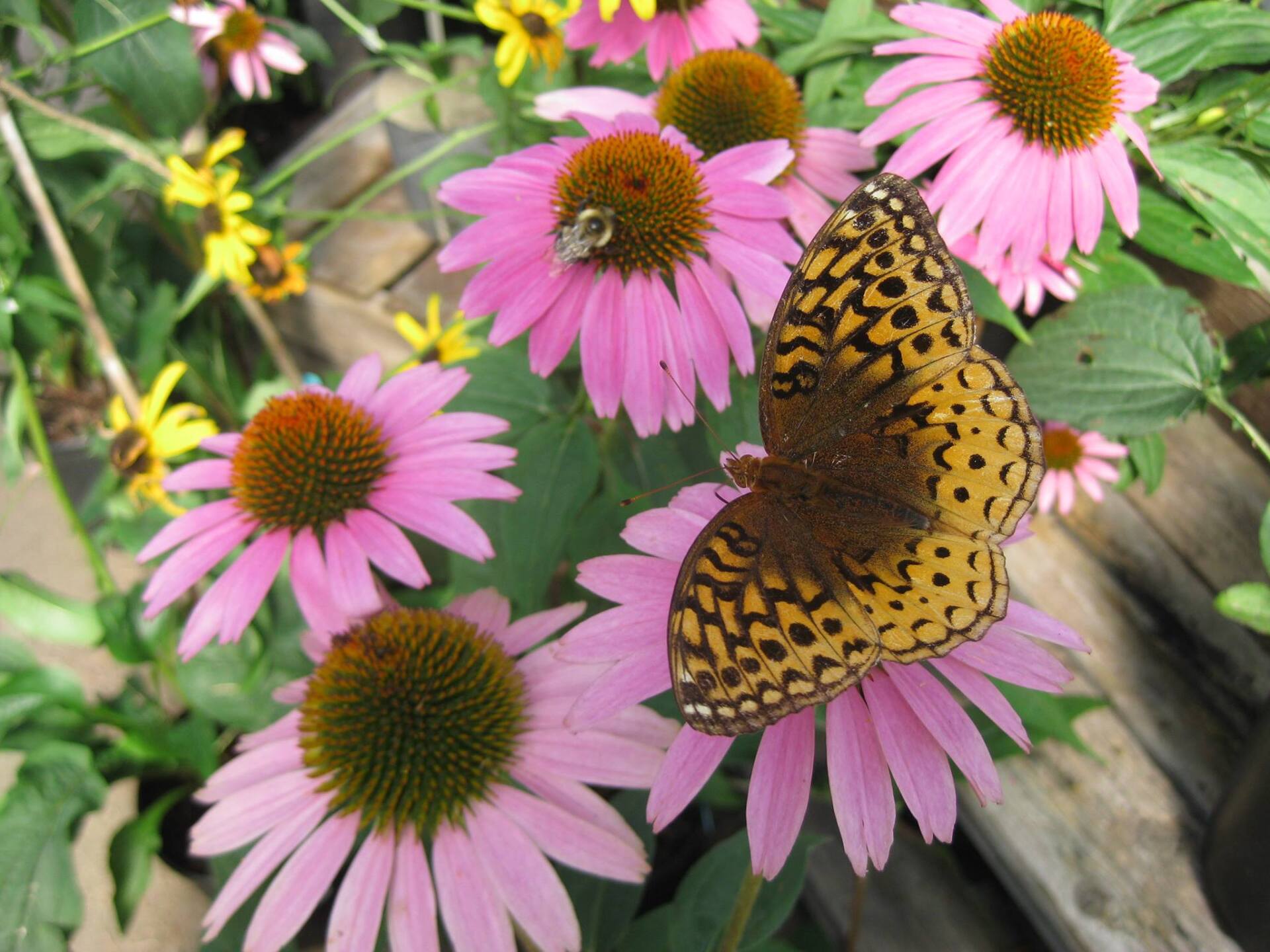 Nursery Pottsville, PA Trail Gardens