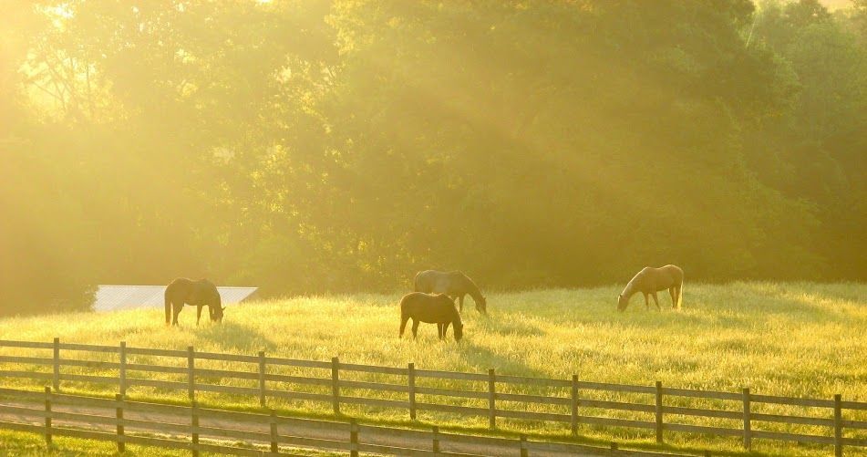running mare - richmond va - gallery