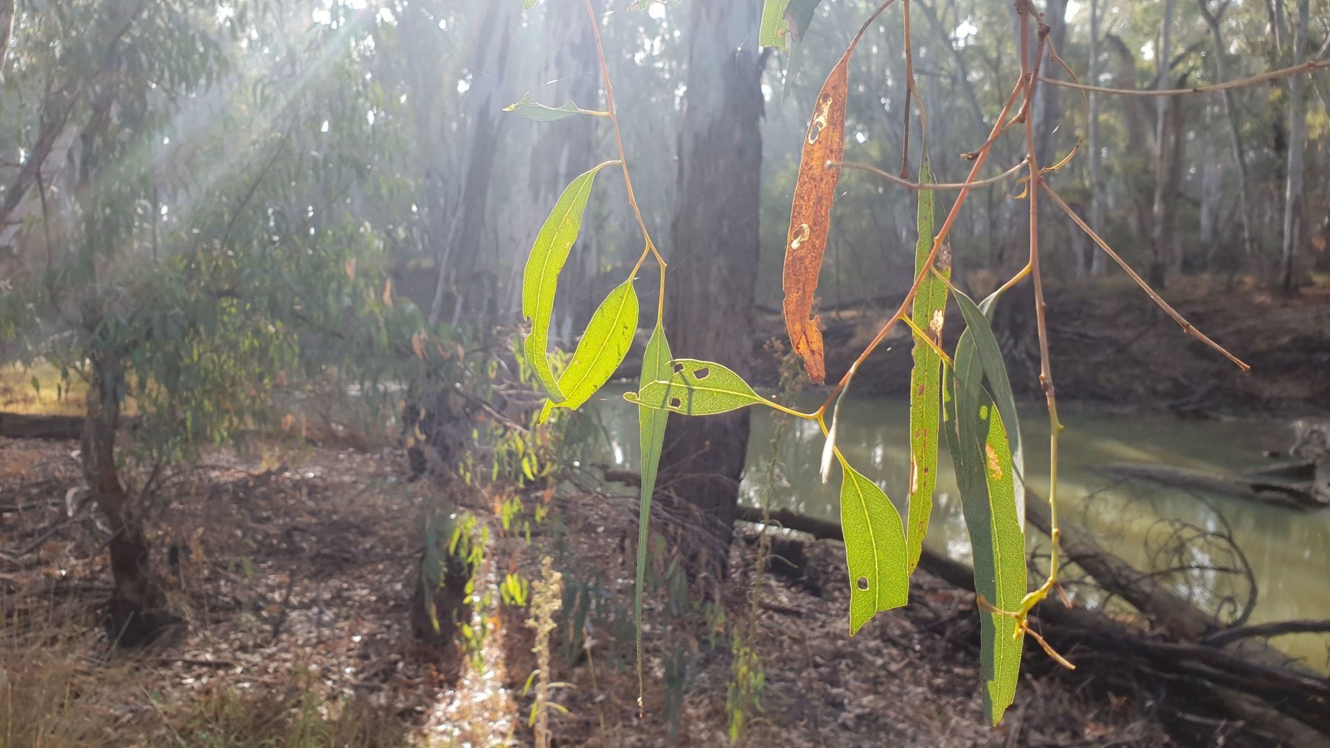 Koondrook Murray River Victoria Murray Waters Motel
