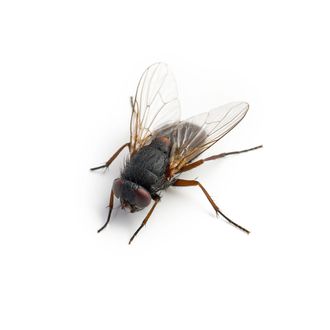 Primo piano di una mosca domestica con ali scure e corpo nero, vista dall'alto su uno sfondo bianco uniforme.