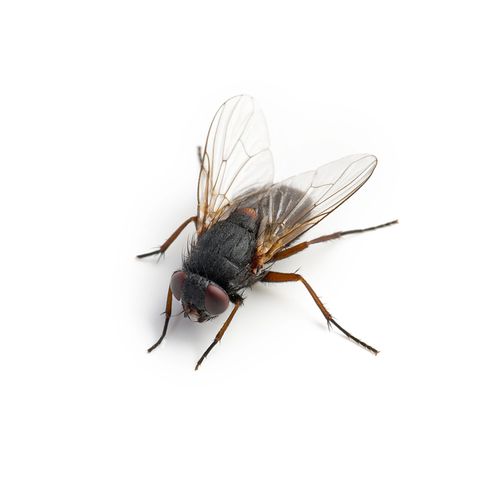 Primo piano di una mosca domestica con ali scure e corpo nero, vista dall'alto su uno sfondo bianco uniforme.