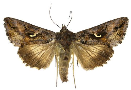 Una falena con ali anteriori marroni e decorate con una caratteristica macchia giallo-dorata, e ali posteriori di un marrone più chiaro e traslucido.