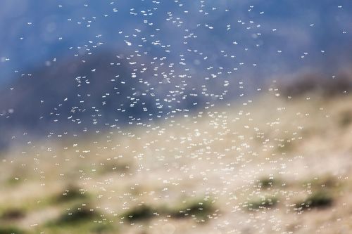 Uno sciame denso di piccoli insetti che volano contro uno sfondo sfocato di colline erbose e una catena montuosa azzurra.