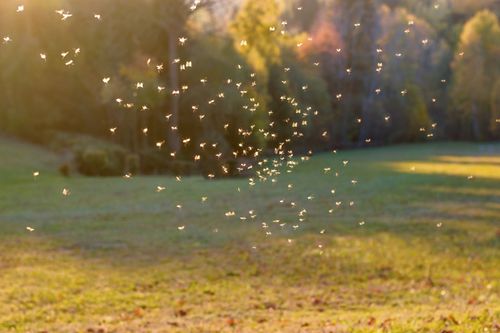Uno sciame di piccoli insetti catturati nella luce splendente di un tramonto dorato su un campo.