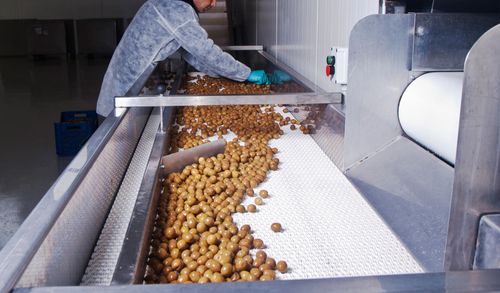 Un operaio seleziona olive verdi che scorrono su un nastro trasportatore industriale bianco in un impianto di lavorazione.