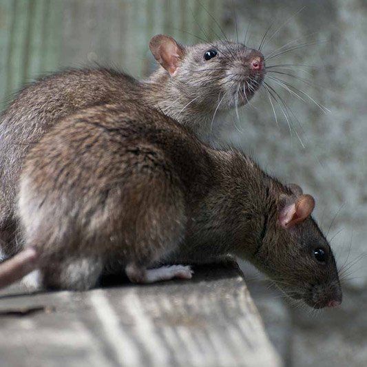 Topi in una trappola