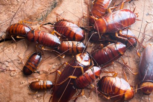 Un gruppo di scarafaggi marroni e lucidi che strisciano su una superficie ruvida di colore marrone chiaro.