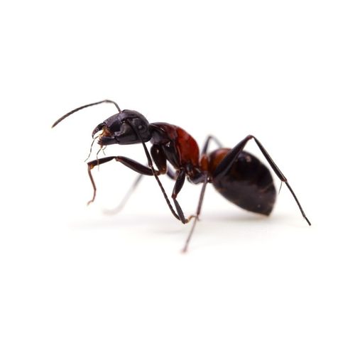 Primo piano di una formica nera e bruno-rossastra su uno sfondo bianco uniforme.