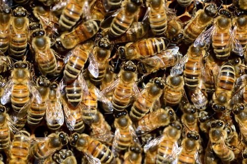 Un denso sciame di api mellifere ricopre un favo, mostrando i loro dettagliati disegni a strisce marroni, nere e dorate.