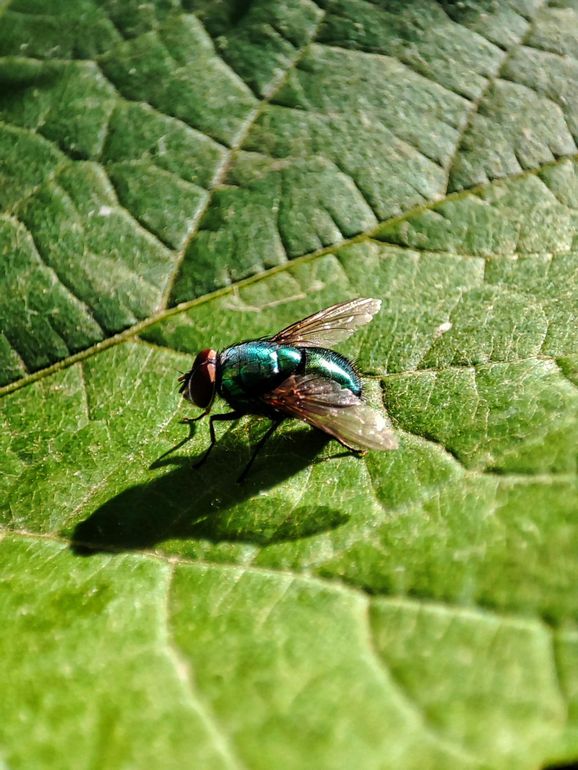 Una mosca verde metallizzata posata su una foglia verde dalla superficie ruvida, sotto la luce intensa del sole.