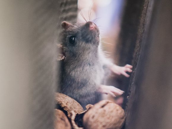 Un ratto grigio guarda verso l'alto mentre si trova tra due superfici scure e ruvide vicino a diverse noci.