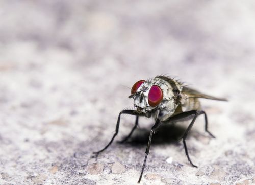 Primo piano di una mosca domestica con occhi rossastri ben visibili, posata su una superficie ruvida di colore grigio chiaro.