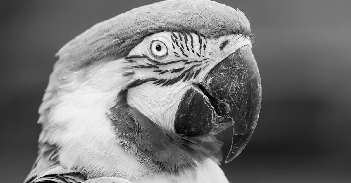 Black and white close-up of a parrot with piercing eyes and a large, curved beak.